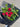Half Dozen Red Rose Bouquet Made by Trusted Florist near Melbourne