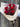 Half Dozen Red Rose Bouquet by Mt Waverley Florist for Rose Delivery in Melbourne