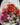 Trinity Tulip Bouquet for Tulip Bouquet Delivery in Melbourne at Florist Corner
