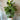 Fiddle Fig - Plant Parent.101Plant Parent.101 Plant Parent.101