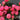 Forever Peonies Bouquet - Plant Parent.101FlowersFlorist CornerPlant Parent.101