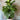 Fiddle Fig - Plant Parent.101Plant Parent.101 Plant Parent.101