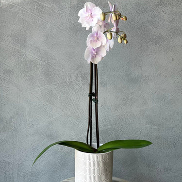 Phalaenopsis Orchid - Potted - Plant Parent.101FlowersPlant Parent.101 Plant Parent.101Single Stem