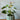 Anthurium - Plant Parent.101Plant Parent.101 Plant Parent.101