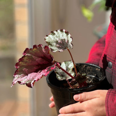 Begonia Rex - Plant Parent.101 Indoor PlantPlant Parent.101 Plant Parent.101 120mm