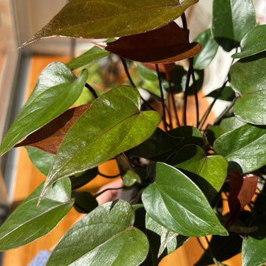 Anthurium Black Beauty - Plant Parent.101 Indoor PlantPlant CornerPlant Parent.101 25cmWith Planter