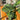 Aglaonema Pictum Tricolour - Plant Parent.101 Indoor PlantPlant CornerPlant Parent.101