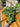 Aglaonema Pictum Tricolour - Plant Parent.101 Indoor PlantPlant CornerPlant Parent.101