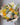 Lemonds & Limes - Plant Parent.101 FlowersFlorist CornerPlant Parent.101