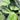 Scindapsus Pictish “exotica” totem - Plant Parent.101Plant Parent.101 Plant Parent.101