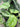 Scindapsus Pictish “exotica” totem - Plant Parent.101Plant Parent.101 Plant Parent.101