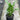 Spathiphyllum Jet Diamond - Plant Parent.101Plant Parent.101 Plant Parent.101