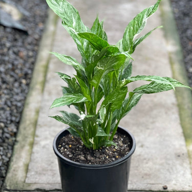 Spathiphyllum Jet Diamond - Plant Parent.101Plant Parent.101 Plant Parent.101