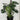 Monstera - Plant Parent.101Indoor PlantPlant CornerPlant Parent.101