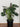 Monstera - Plant Parent.101Indoor PlantPlant CornerPlant Parent.101