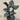 Calathea Ornata - Plant Parent.101Plant Parent.101 Plant Parent.101