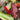 Philodendron selloum “sun red” - Plant Parent.101Plant Parent.101 Plant Parent.101