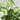 Syngonium “White King” - Plant Parent.101Plant Parent.101 Plant Parent.101