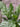 Spathiphyllum Jet Diamond - Plant Parent.101Plant Parent.101 Plant Parent.101