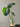 Hydro Monstera - Plant Parent.101Hydro PlantsPlant CornerPlant Parent.101Without Vase