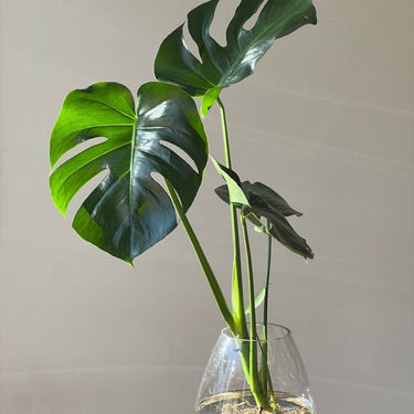 Hydro Monstera - Plant Parent.101Hydro PlantsPlant CornerPlant Parent.101Without Vase