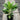 Aglaonema “white Stem” - Plant Parent.101Plant Parent.101 Plant Parent.101