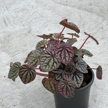 Peperomia caperata 'Red Ripple' - Plant Parent.101Plant Parent.101 Plant Parent.101