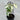 Pothos - Plant Parent.101Plant Parent.101 Plant Parent.101