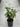 Syngonium “White King” - Plant Parent.101Plant Parent.101 Plant Parent.101