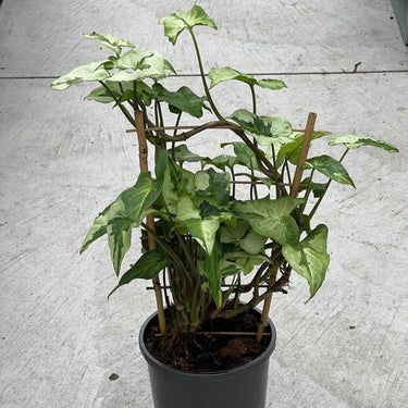 Syngonium “White King” - Plant Parent.101Plant Parent.101 Plant Parent.101