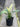Spathiphyllum White Sensation - Plant Parent.101Plant Parent.101 Plant Parent.101