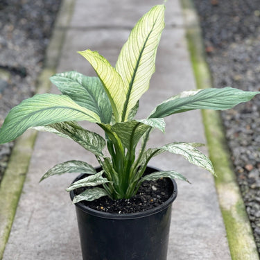 Spathiphyllum White Sensation - Plant Parent.101Plant Parent.101 Plant Parent.101