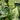 Aglaonema - Plant Parent.101Plant Parent.101 Plant Parent.101