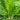 Aglaonema “white Stem” - Plant Parent.101Plant Parent.101 Plant Parent.101