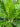 Aglaonema “white Stem” - Plant Parent.101Plant Parent.101 Plant Parent.101