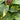 Pathos Golden (Tatum) - Plant Parent.101Plant Parent.101 Plant Parent.101