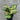 Aglaonema - Plant Parent.101Plant Parent.101 Plant Parent.101