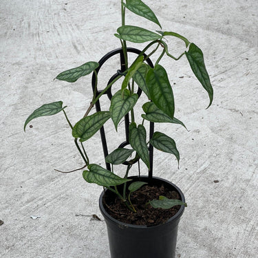 Peperomia - Plant Parent.101Plant Parent.101 Plant Parent.101