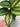 Pin Stripe Plant (Goeppertia ornata) - Plant Parent.101Plant Parent.101 Plant Parent.101
